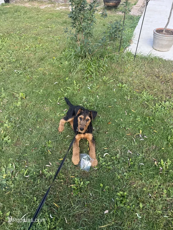 Poppy – Airedale Terrier puppy for sale in Porterfield, WI