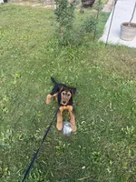 Poppy, a female Airedale Terrier for sale in Porterfield, WI – 1 of 9
