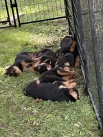 Woody, a male Airedale Terrier for sale in Porterfield, PORTERFIELD – 2 of 2