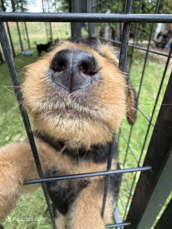 Woody – Airedale Terrier puppy for sale in Porterfield 