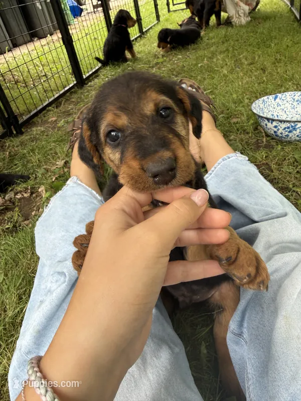 Squeaks  – Airedale Terrier puppy for sale in Porterfield 