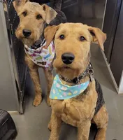 Woody, a male Airedale Terrier for sale in Porterfield, WI – 3 of 5