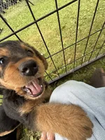 Squeaks , a male Airedale Terrier for sale in Porterfield, PORTERFIELD – 3 of 3