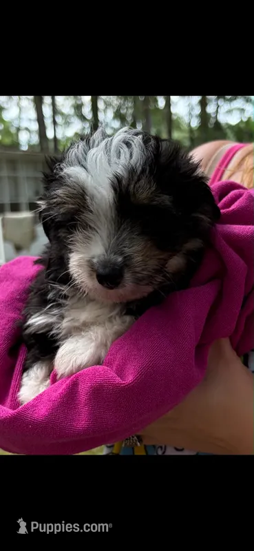 Diana – Miniature Aussiedoodle puppy for sale in Mount Pleasant, SC