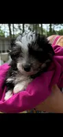 Diana, a female Miniature Aussiedoodle for sale in Mount Pleasant, SC – 1 of 1