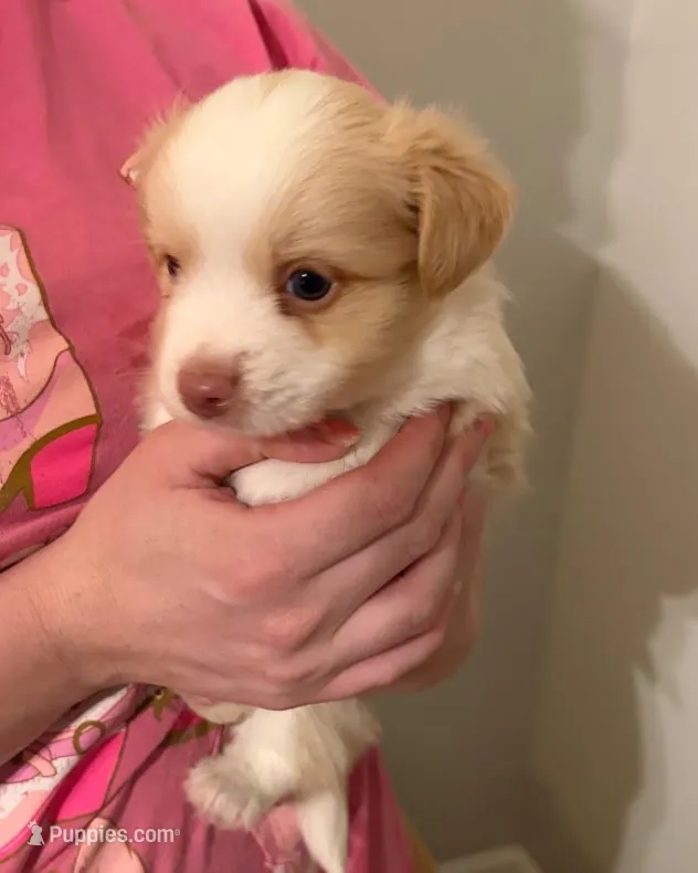 Blessing  – Miniature Aussiedoodle puppy for sale in Mount Pleasant, SC