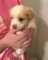 Blessing , a male Miniature Aussiedoodle for sale in Mount Pleasant, SC – 1 of 1