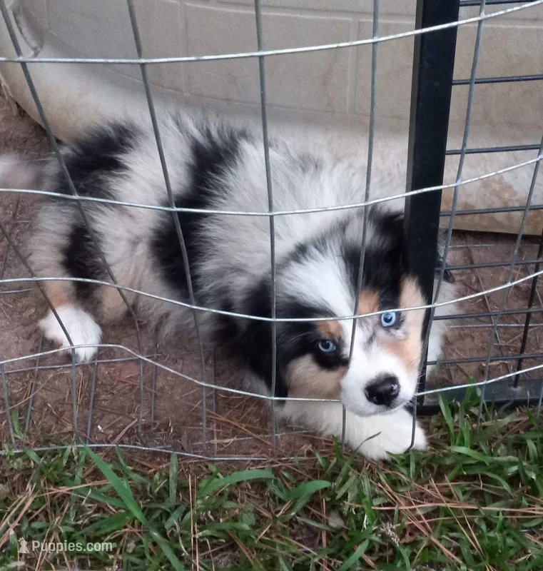 Ryland – Miniature Australian Shepherd puppy for sale in Mount Pleasant, SC
