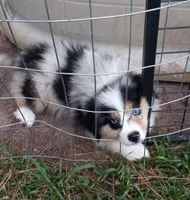 Ryland, a male Miniature Australian Shepherd for sale in Mount Pleasant, SC – 1 of 1