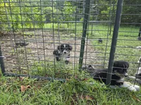 Breeland, a female Miniature Aussiedoodle for sale in Mount Pleasant, SC – 2 of 2