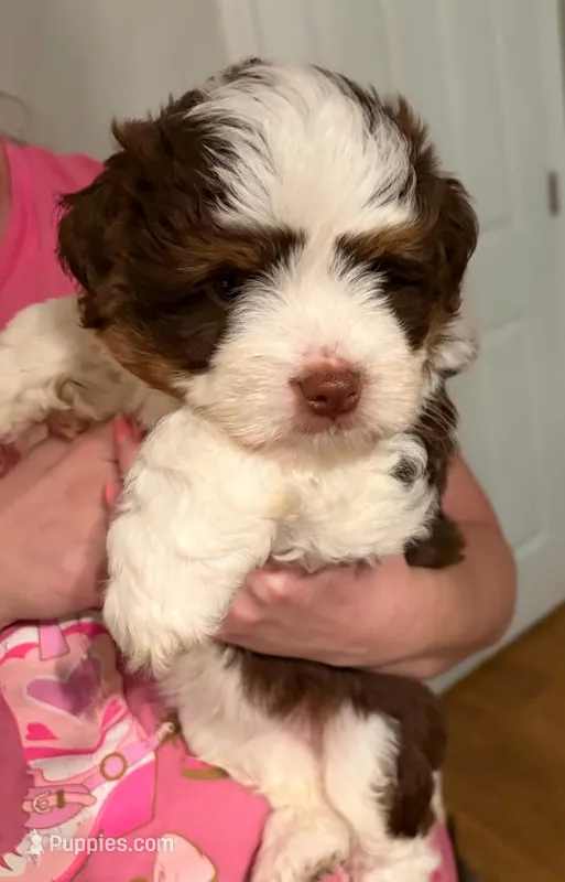 Buster – Miniature Aussiedoodle puppy for sale in Mount Pleasant, SC