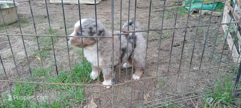 Luna – Miniature Aussiedoodle puppy for sale in Mount Pleasant, SC