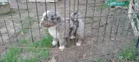 Luna, a female Miniature Aussiedoodle for sale in Mount Pleasant, SC – 1 of 1