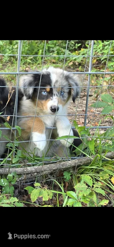 Lindsey – Miniature Aussiedoodle puppy for sale in Mount Pleasant, SC