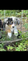 Lindsey, a male Miniature Aussiedoodle for sale in Mount Pleasant, SC – 1 of 1