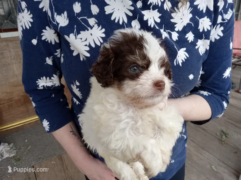 Piper – Miniature Aussiedoodle puppy for sale in Mount Pleasant, SC