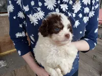Piper, a female Miniature Aussiedoodle for sale in Mount Pleasant, SC – 1 of 1
