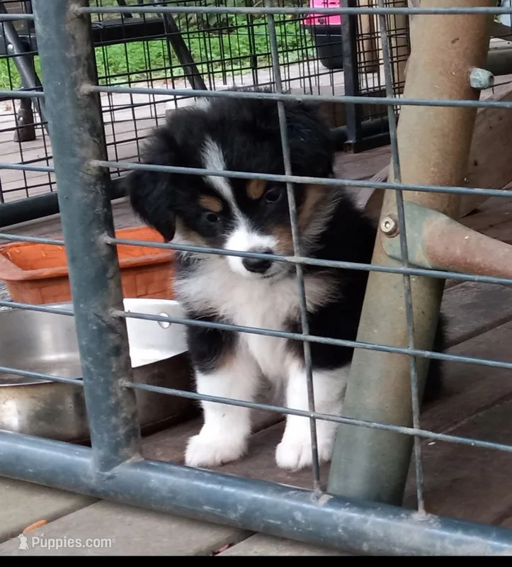 Casey – Miniature Aussiedoodle puppy for sale in Mount Pleasant, SC