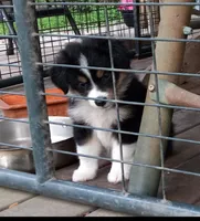 Casey, a female Miniature Aussiedoodle for sale in Mount Pleasant, SC – 1 of 1