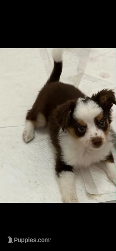 Henry – Miniature Aussiedoodle puppy for sale in Mount Pleasant, SC