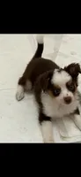 Henry, a male Miniature Aussiedoodle for sale in Mount Pleasant, SC – 1 of 1