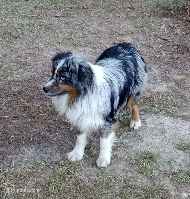 Taz – Miniature Australian Shepherd puppy for sale in Mount Pleasant, SC