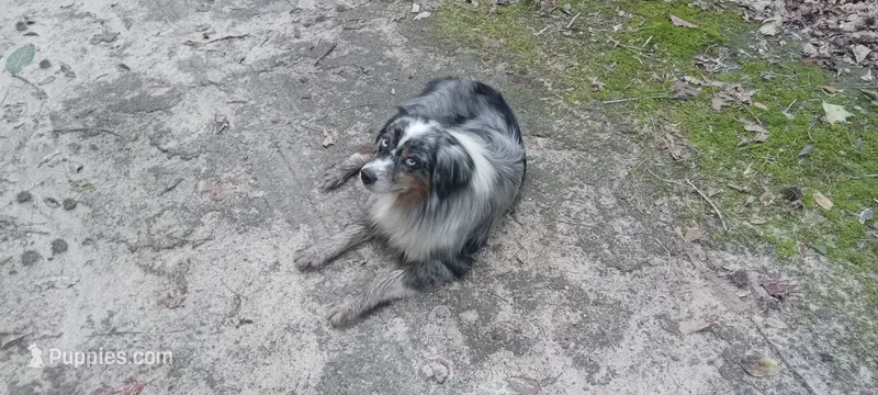 Mazie – Miniature Australian Shepherd puppy for sale in Mount Pleasant, SC