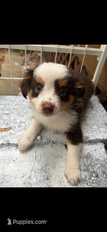 GeeGee – Miniature Aussiedoodle puppy for sale in Mount Pleasant, SC