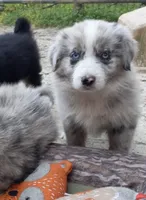 Cowboy, a male Miniature Aussiedoodle for sale in Mount Pleasant, SC – 2 of 2