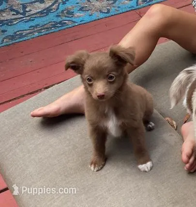 Mochi – Miniature Aussiedoodle puppy for sale in Mount Pleasant, SC