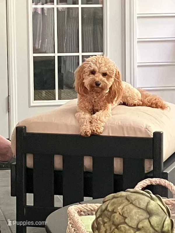 Eli – Miniature Aussiedoodle puppy for sale in Mount Pleasant, SC