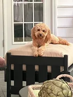 Eli, a male Miniature Aussiedoodle for sale in Mount Pleasant, SC – 1 of 1