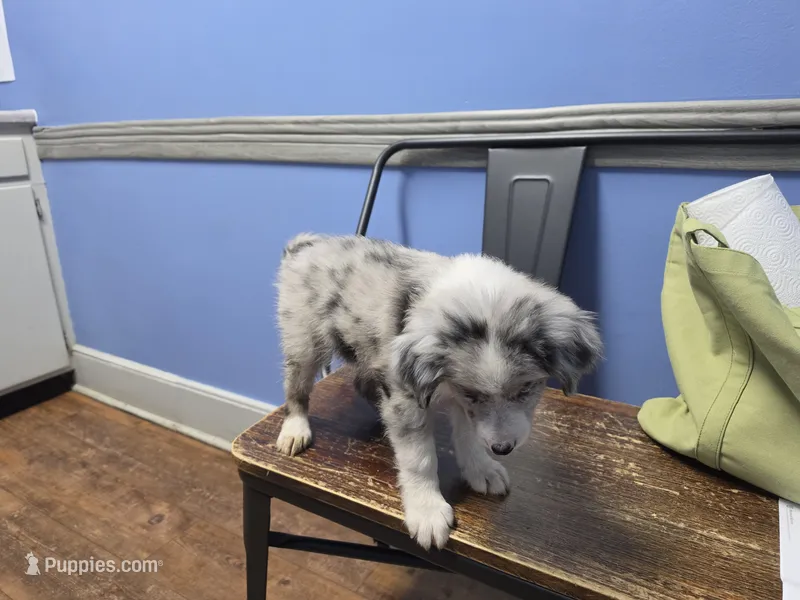 Sadie – Miniature Aussiedoodle puppy for sale in Mount Pleasant, SC