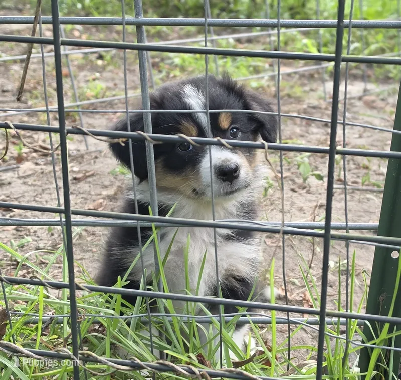 Breeland – Miniature Aussiedoodle puppy for sale in Mount Pleasant, SC