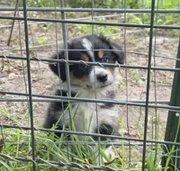 Breeland, a female Miniature Aussiedoodle for sale in Mount Pleasant, SC – 1 of 2