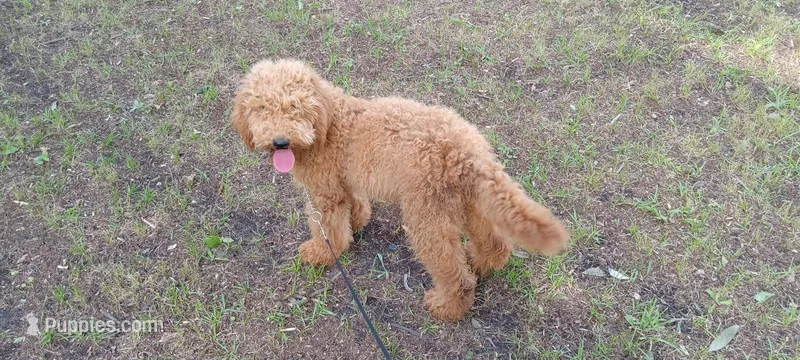 Maddy – Miniature Aussiedoodle puppy for sale in Mount Pleasant, SC