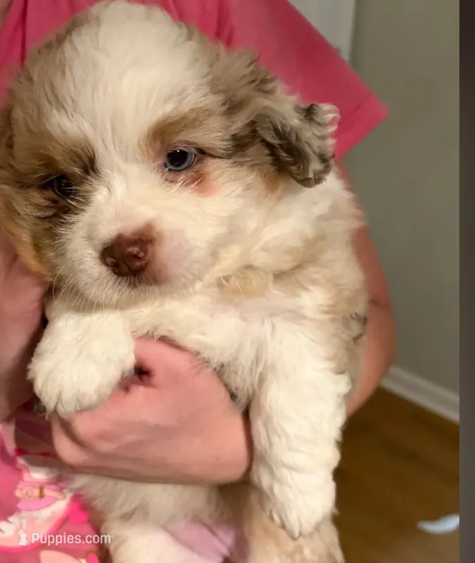 Felicity  – Miniature Aussiedoodle puppy for sale in Mount Pleasant, SC