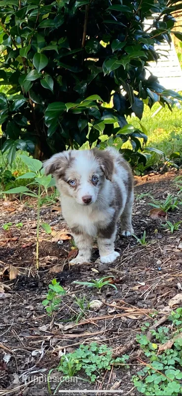 Max – Miniature Aussiedoodle puppy for sale in Mount Pleasant, SC