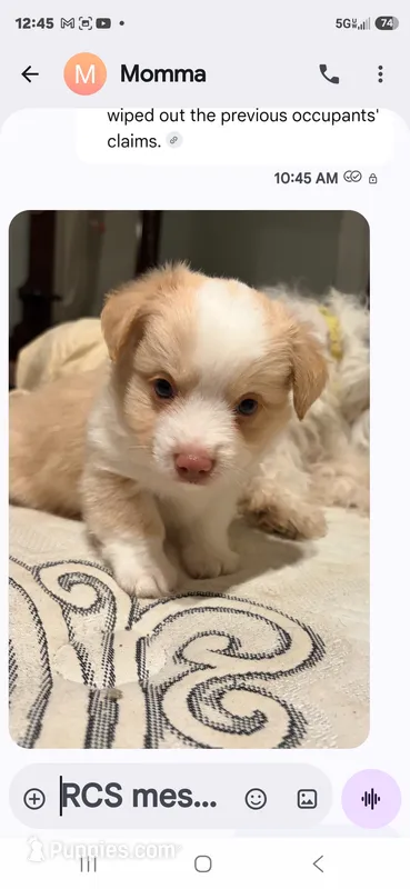 Blessing  – Miniature Aussiedoodle puppy for sale in Mount Pleasant, SC