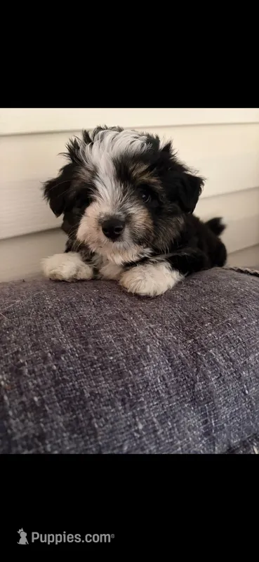 Bandit  – Miniature Aussiedoodle puppy for sale in Mount Pleasant, SC