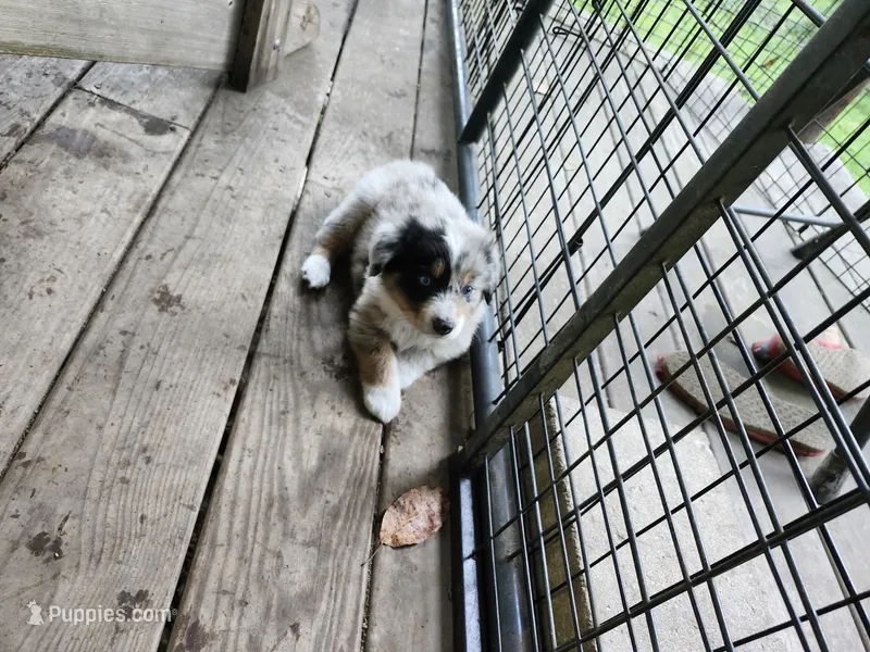 Hunter – Miniature Aussiedoodle puppy for sale in Mount Pleasant, SC