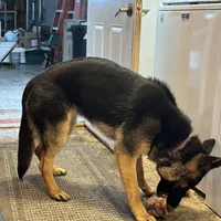 Shadow, a female German Shepherd Dog for sale in Blair, WI – Photo 3 of 8