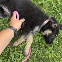 Shadow, a female German Shepherd Dog for sale in Blair, WI – Photo 4 of 8