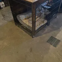 Shadow, a female German Shepherd Dog for sale in Blair, WI – Photo 7 of 8