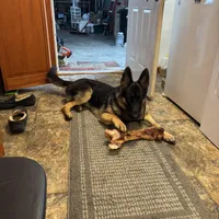 Shadow, a female German Shepherd Dog for sale in Blair, WI – Photo 2 of 8