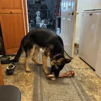 Shadow, a female German Shepherd Dog for sale in Blair, WI – Photo 6 of 8