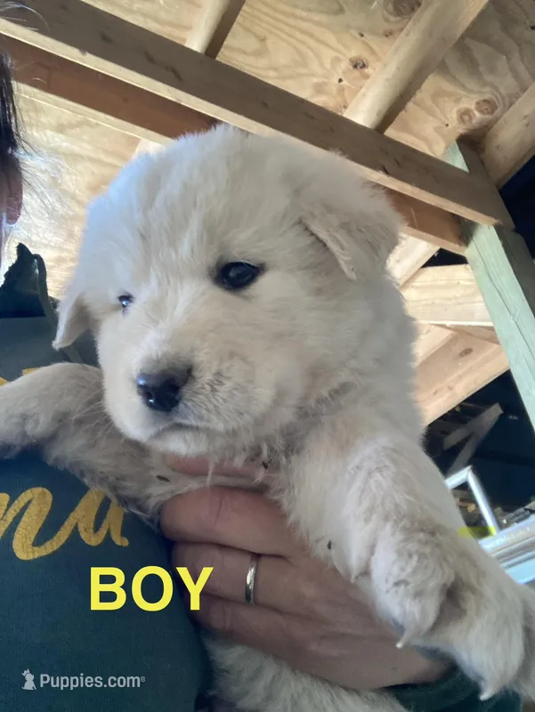 Anatolian Shepherd  – Anatolian Shepherd Dog, Kangal Dog puppy for sale in Harrisburg, PA