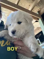Anatolian Shepherd , a  Anatolian Shepherd Dog and Kangal Dog for sale in Harrisburg, PA – Photo 1 of 3