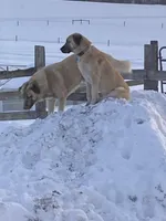 Anatolian Shepherd , a  Anatolian Shepherd Dog and Kangal Dog for sale in Harrisburg, PA – Photo 2 of 3