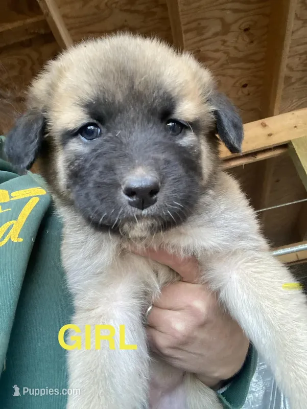 Anatolian – Anatolian Shepherd Dog, Kangal Dog puppy for sale in Harrisburg, PA